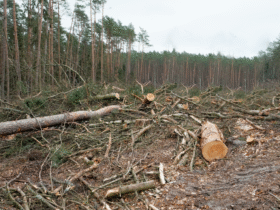 Waldüberwachungstechnologie